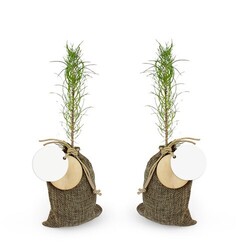 Plant d'arbre en pochon - Résineux