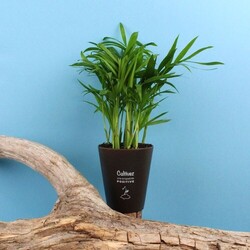 Plante Gob'lin