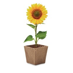 SUNFLOWER KIT Kit de tournesol
