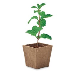 MINT KIT Kit de graines menthe