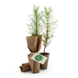 Arbre pot fibre de bois feuillus