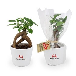 Plante prestige pot 9cm