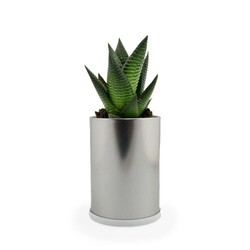Canette plante alu