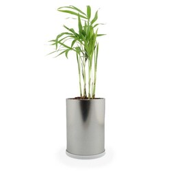 Canette plante alu