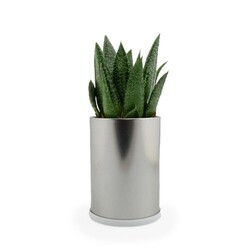 Canette plante alu