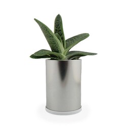 Canette plante alu