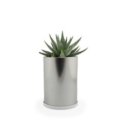 Canette plante alu