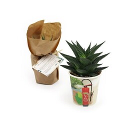 Pot carton plante quadri