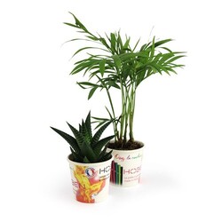 Pot carton plante quadri