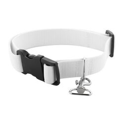 Collier Pour Chien Ziggy