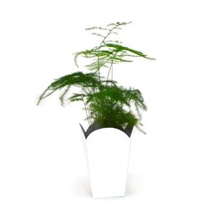Plante pot popcorn