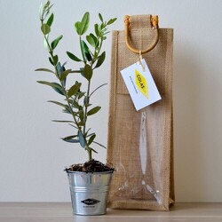 Plant d'arbre sac jute - Résineux