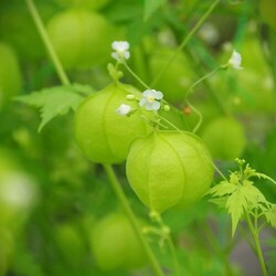 Boite clic-clac graines de pois coeur