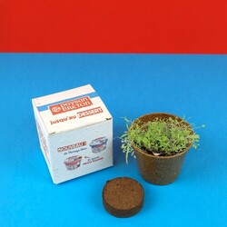 Kit de plantation pot paille de riz en boite ensemencée
