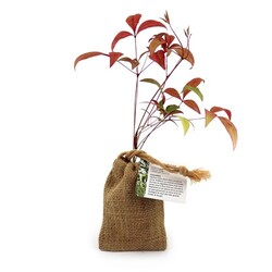 Mini plant d'arbre en pochon