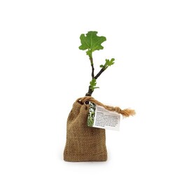 Mini plant d'arbre en pochon