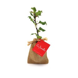 Mini plant d'arbre en pochon