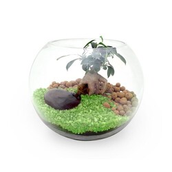 Terrarium DIY Grand modèle