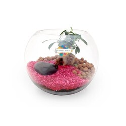 Terrarium DIY Grand modèle