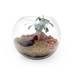 Terrarium DIY Grand modèle