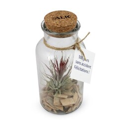 Flacon tillandsia - grand modèle