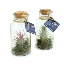 Flacon tillandsia - grand modèle