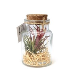 Flacon tillandsia - petit
