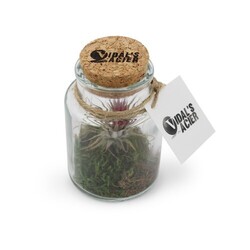 Flacon tillandsia - petit