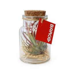 Flacon tillandsia - petit