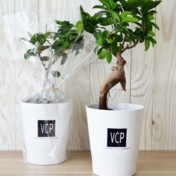 Ficus Ginseng Big