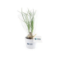 Plante prestige pot 7cm