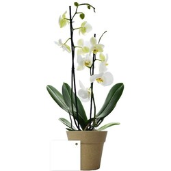 Petite orchidée