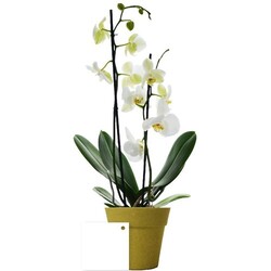 Petite orchidée