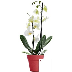 Petite orchidée