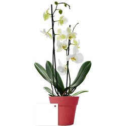Petite orchidée