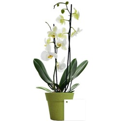 Petite orchidée