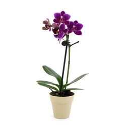 Petite orchidée