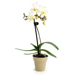 Petite orchidée