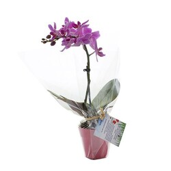 Petite orchidée