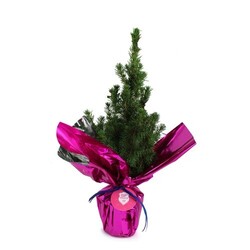 Sapin de Noël