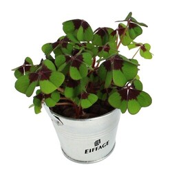 Trèfles à 4 feuilles poussés pot zinc Ø7 cm