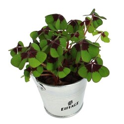 Trèfles à 4 feuilles poussés pot zinc Ø7 cm