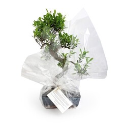 Bonsaï en carton individuel