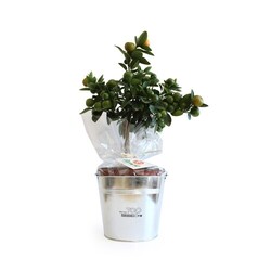 Oranger pot zinc Ø17cm