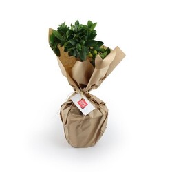 Oranger pot zinc Ø17cm