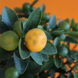 Oranger pot zinc Ø17cm