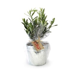 Olivier pot zinc Ø17cm