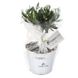 Olivier pot zinc Ø17cm