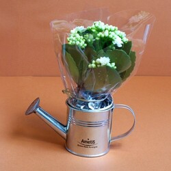 Plante fleurie pot zinc arrosoir