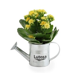 Plante fleurie pot zinc arrosoir